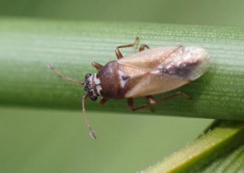 Réf. 284 923 : Cymus melanocephalus